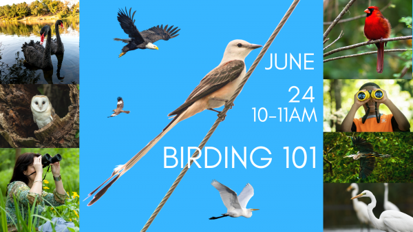 Image for event: Birding 101
